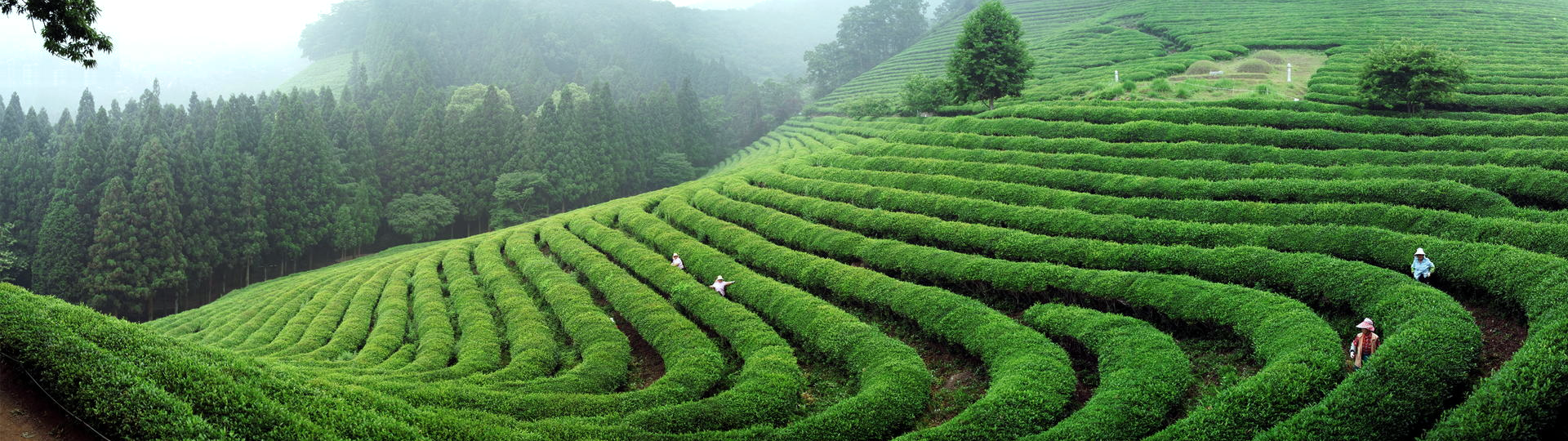 �������ǲ���(�й���)�ٷ���վ