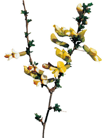 �������ǲ���(�й���)�ٷ���վ