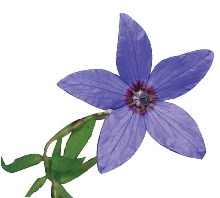 �������ǲ���(�й���)�ٷ���վ