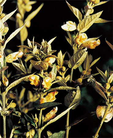 �������ǲ���(�й���)�ٷ���վ